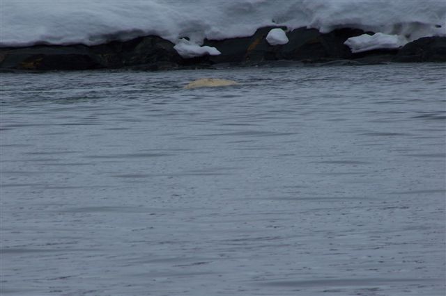 Et af medlemmerne af hvalgruppen i Samarinfjorden er oppe og få luft. Den er kun få meter fra land. Vi er her i Hornsund helt mod syd. Så længe Hornbræen eksisterer, er sundet en fjord, men smelter bræen, er det muligt, at fjorden viser sig at være et sund?