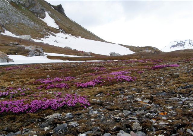 Der var ikke mange blomsterplanter på Svalbard, men der var heller ingen insekter, til at bestøve dem. Saxifraga, stenbræk var smuk og dækkede store områder, de få steder, de var. Vi er på Gnålodden i Hornsund sydligst på Spitsbergen.