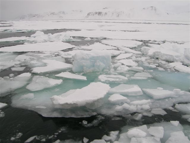 Vi sejlede ikke i is, hvis vi kunne undgå det. Så hellere vende om. Der er adskillige billeder af isfrit vand, men her er lidt is i en eller anden fjord. De tykkeste skosser var 1½ meter. Vi sejlede dog kun på én maskine. Den anden var forbeholdt en eventuelt fastsejling eller en indfangning i drivis. Det var lige ved at ske engang, men vi kunne ikke sejle, før den sidste gummibåd var ankommet, og det kunne den ikke for drivis.