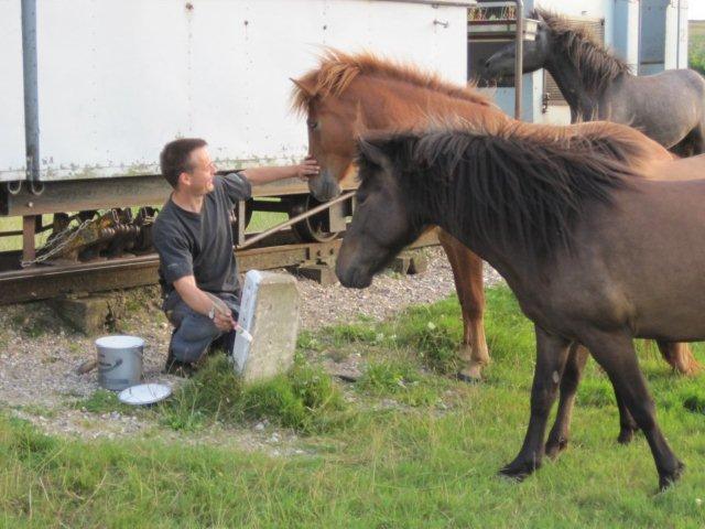 Hva’ laver du? synes hestene at sørge. Gå nu lige væk! siger Steffen. Bemærk også hesten, der afsøger værkstedsvognen for spiseligt.