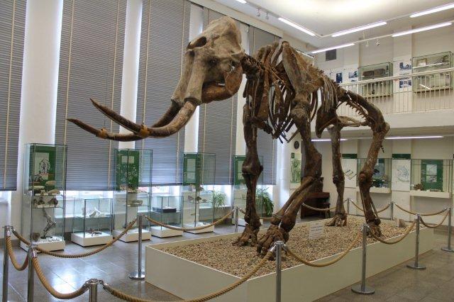 Skelettet af steppeelefanten på Sprenglermuseet i Sangerhausen. For nyligt har det været taget op eller måske rettere ned til en nyopsætning, som man mener er mere korrekt.