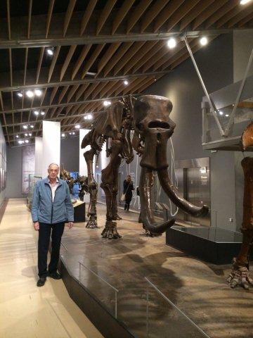Son skrevet, så jeg ikke mammutten i St. Petersborg, og jeg ikke komme til mammutten, må mammutten komme til mig. Det gjorde den så i 2014, idet den med familie opholdt sig godt et halvt år på Zoologisk Museum i København. Her ses et af de største eksemplarer. 