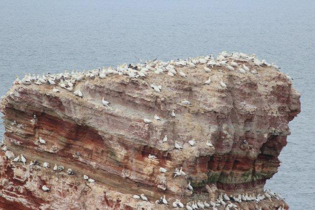 Nordvestligst på Helgoland står en fritstående klippe kaldet Lange Anna. Også her ruger sulerne tæt. Klippen er af rød sandsten, der her er løftet op af en salthorst.