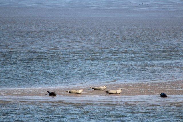 Sæler på en opskyllet sandbanke langs den dybe pril, Norderhever. Vi er midt mellem høj- og lavvande, så Vadehavets bund er endnu dækket af mere eller mindre vand. Foto fra 2013.