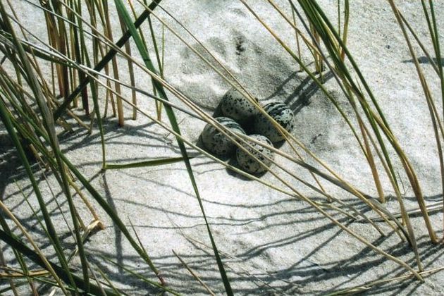 På højtliggende sandvader normalt tørre sommeren igennem kan nogle vadefugle finde på at bygge rede. Det hænder, at et højvande tager den, man kan også andre år gå mellem nyudklækkede fugleunger. Her ses en ternerede med æg. Vi er her ikke i Vadehavet, men på Skallingen 2004.
