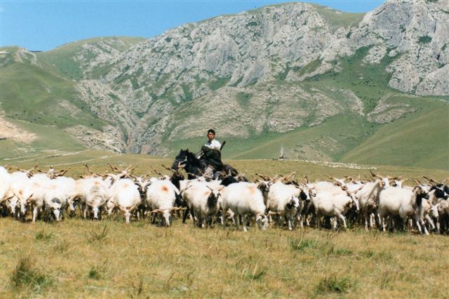 Lige foran os stopper fårene og yakkerne op. De kendte ikke vejen udenom. det havde de gennem tusinde år ikke været vant til, og måske var de bange for os?