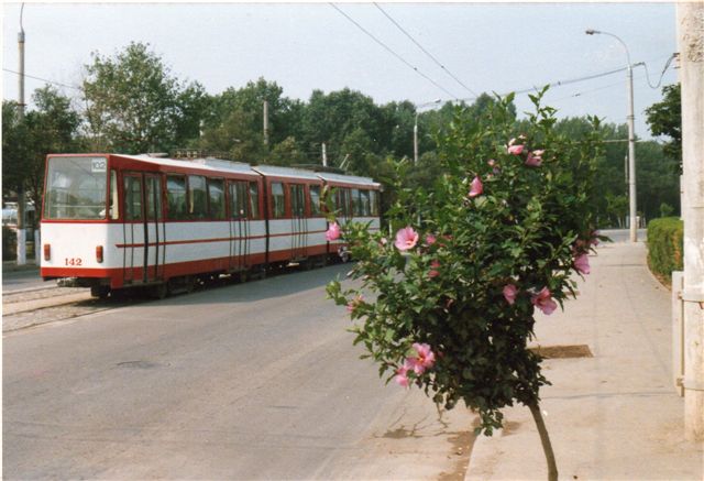 Byen havde også sporvogne, men ikke til centrum. Her ses vogn 142 i Sovejagaden nær pionerbanen.Vejtræerne var blomstrende hibiscus. Linjen førte ud mod turistbydelen Mamaia. Jeg brugte den til at nå pionerbanen.