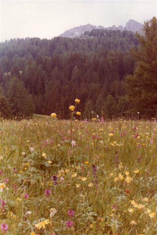 På en sæter kan der være blomster. Dette foto er dog ikke fra Seisser Alm, men fra en sæter i 1500 meters højde nær Karerpasset syd for Seisser Alm.. Vi er i 1980.