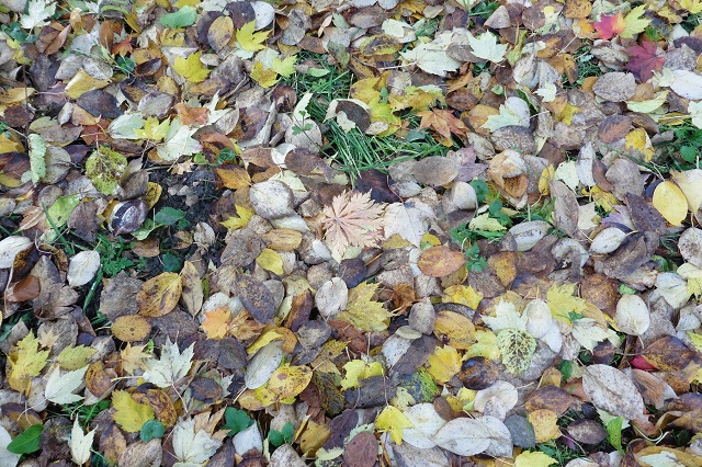 Selv når bladene falder, kan de være smukke. Utrolig, at der er folk, der styrter ud om efteråret med river og bladstøvsugere. Nå, bladene fra mine vejtræer ( op til 18 sække) er store og knap så pæne. De er langt flere, end min orm kan gabe over på et helt år. Husk dog at gemme lidt blade til pindsvinene.