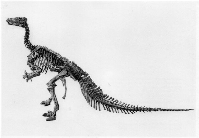 Iguanodon. 5 m høj. 10 m lang. Postkort fra før 1962.