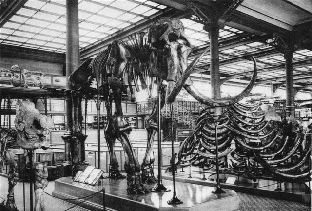 Mammut . 5.10 m lang. 3,24 m høj. Kvartær. Koninklijk Belgisch Instituut voor Natuurwetenschappen, Brüssel. Foto: Postkort fra før 1962.
