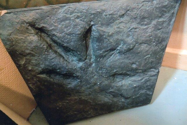 Fodspor af "jættehøne" i kul på museet i Bjuv.